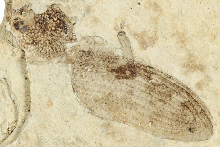 Fossil True Weevil (Curculionidae) Beetle - France #254577